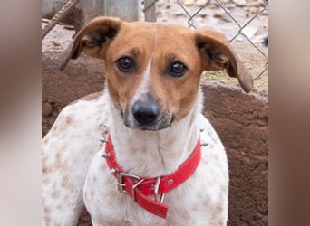 LOLA-Ihr kleines Herz sucht liebevolle Menschen für gemütliche Kuschelstunden und  Spaß bei Sport