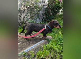 Chapi wartet auf ihre neue Familie