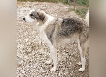 Balou, geb. ca. 05/2022, lebt in GRIECHENLAND, im städt. Tierheim Serres