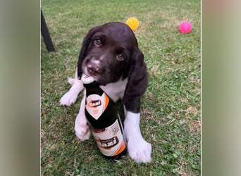 Kleine Münsterländer Welpen