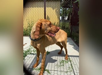 Sunshine, 8 Monate, 52cm sucht ihren Platz