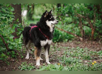 Bezaubernder Tierschutzhund Artek❤️sucht Pflege- oder Endstelle in liebevollem Zuhause