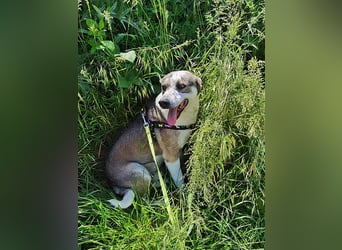 Bobby, menschenbezogen und lieb