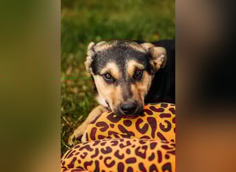 Neugierige BRUNYA sucht eine liebevolle Familie