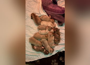 Gesunde Sportliche Französische Bulldoggen aus Familienzucht!