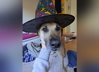 Hallo ich bin Schäferhund Mischling Rudi