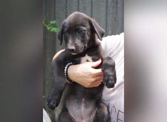 Ruby - sitzt auf gepackten Köfferchen