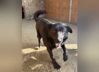 ⭐️JASMINE⭐️, Hündin, 3 Jahre, 44 cm, Mischling, Tierschutz
