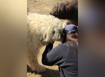 Gedeon, großer Komodor-Mix sucht ländliches Zuhause