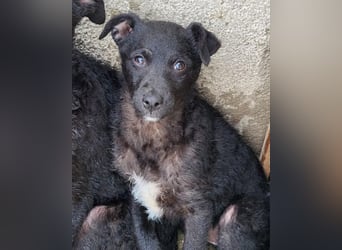 Elsie ❤️ süßes, verspieltes Hundemädl