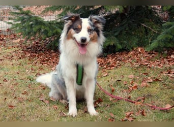 Alfred - ein besonderer Hund sucht seinen speziellen Menschen - Tierhilfe Franken e.V.