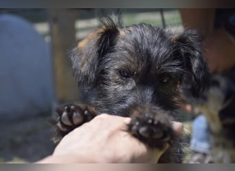 Achtung Zuckerschock: Vaiana sucht aktives und liebevolles Zuhause