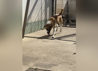 Die liebenswerte BOUNTY sucht ihr Zuhause!