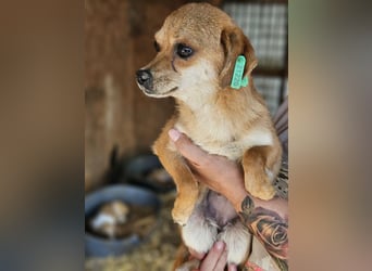 ♥BIENCHEN♥ ab Mitte Juli auf Pflegestelle bei Köln-zarte, absolut zutrauliche kleine Junghündin 25cm