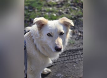 Sady sucht ihr neues Zuhause