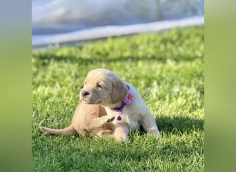 Labrador Welpe Mädchen 1 Monat Weis Hündin/ Düsseldorf