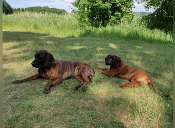 Hannoversche Schweißhund