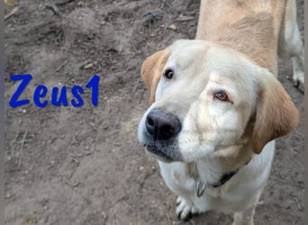 Zeus1 geb. 08/2024 (ESP) - sportlicher und cleverer, junger Labrador!