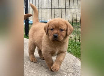 Typvolle Labrador Welpen in Foxred/Dark Foxred aus einer Top Verpaarung