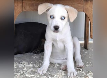 Welpenmädchen Ruby sucht ein Zuhause