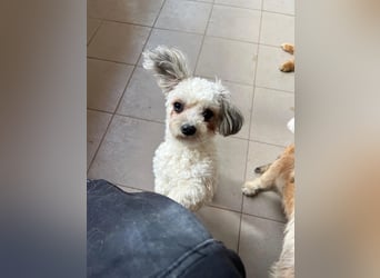 verschmuste Dottie