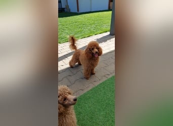 Toypudel/Zwergpudel mit Pedigree Ahnentafel