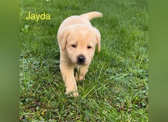 Labrador Retriever Welpen, 2 Hündinnen, gelb, reinrassig, Ahnenpass uvm.