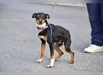Süßer TOBI-lieb, verspielt noch etwas schüchtern sucht sein "Für-immer-Körbchen" bei lieben Menschen