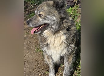 Lupo, ruhiger und ausgeglichener Rüce