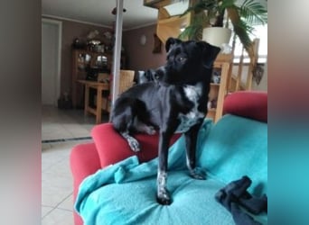 MIKO-#NOTFALL#-hübscher Hundemann liebt ausgedehnte Spaziergänge im Grünen
