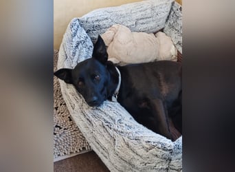 Faustino, Labrador-Mix - freundlich und sozial