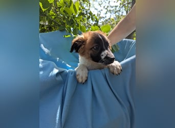 Roy Welpe Epagneul Breton / Schäferhund Mischling Rüde Junghund sucht Zuhause