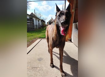 Ra - der Malinois hat bereits Familienerfahrung