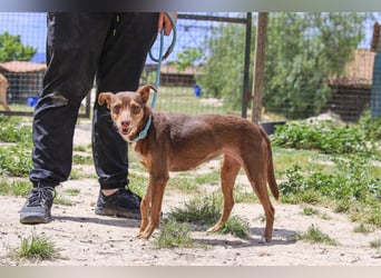 Caju, Mix Pinscher / Chihuahua, lieb und sozial