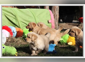 Golden Retriever Welpen vom Thüringer Wald
