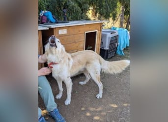 Falcon - junger beeindruckender feiner Hundemann
