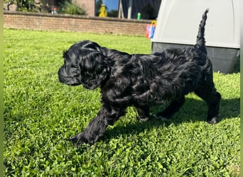 2 Zauberhafte Cockapoo Welpen Rüden  mit Ahnentafel