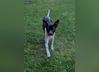 Floh: kleiner Zwerg sucht aktive Menschen
