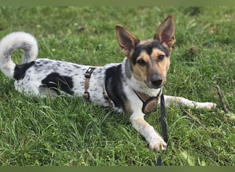 Welpendame CHANEL (auf Pflegestelle in 90453 Nürnberg) sucht ihr Zuhause!