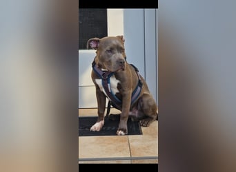 American Bully Standard Blue Line