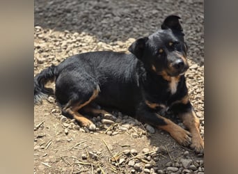 Kleiner FIDO sucht sein Zuhause!
