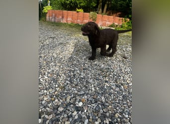 Labradoodle Welpen