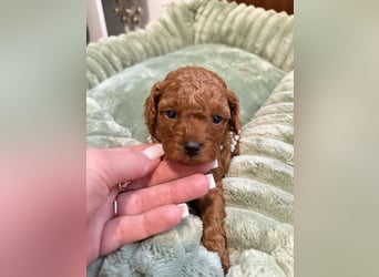 Kleine Toy Pudel rot braun (asiatische Linie)