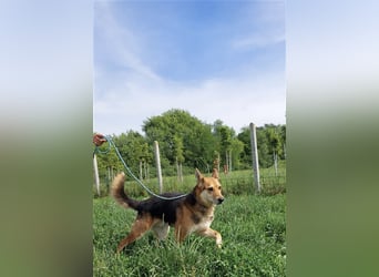 Komlo , sanftmütig und zauberzart.  Wer hat ein schönes Plätzchen?