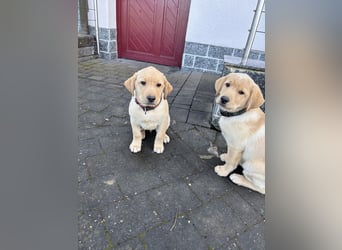 Labrador Welpen