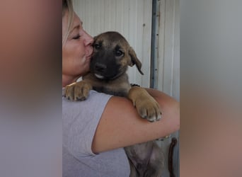 Rudi - sucht noch sein Körbchen