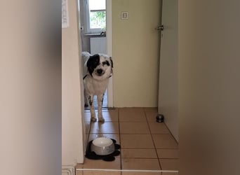 Oslo (ca. 2 Jahre) – großer Hund sucht neuen Platz (41749 Viersen)