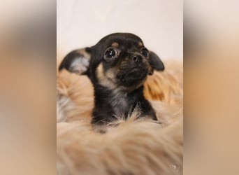 Chihuahuawelpen
