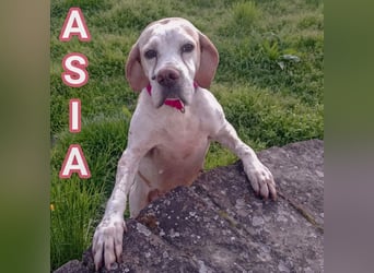 Asia - liebe, menschenbezogene Hundeomi