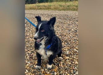 Elvis ist ein fröhlicher kleiner Kerl